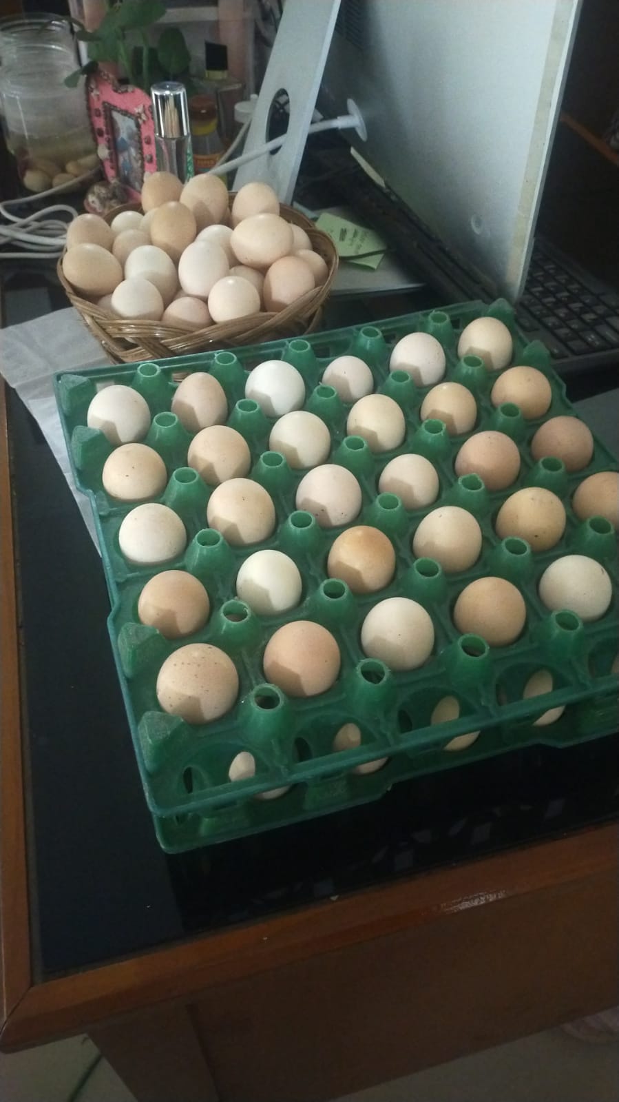 Telur Fertil (Butir)
