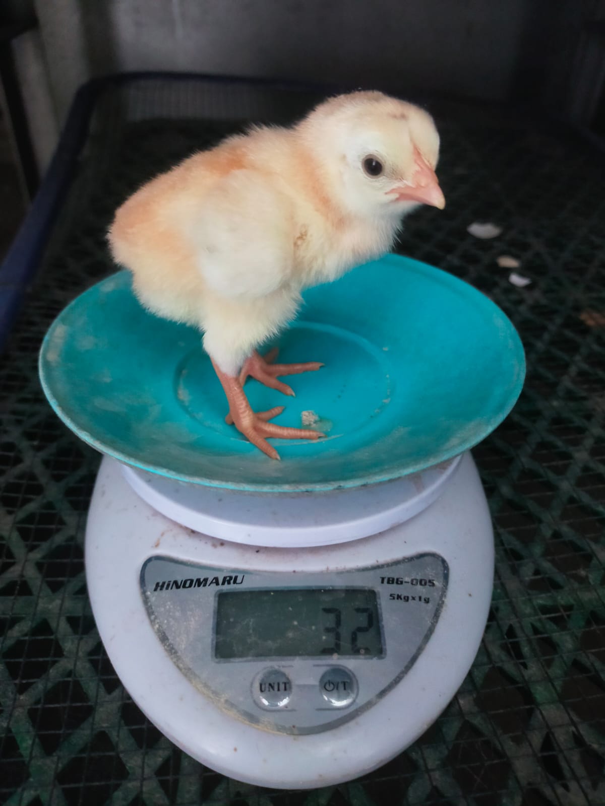 Ayam DOC