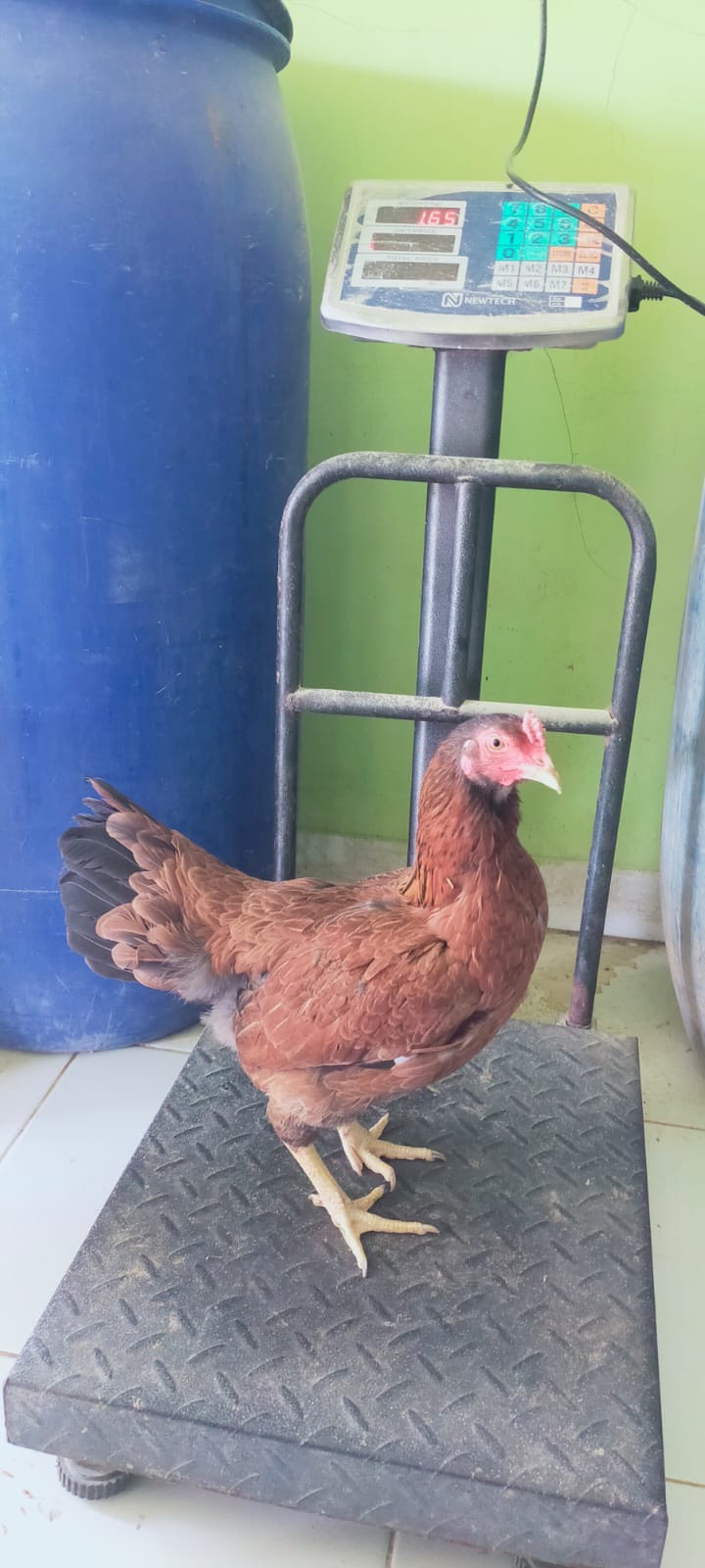Ayam KUB Betina Afkir