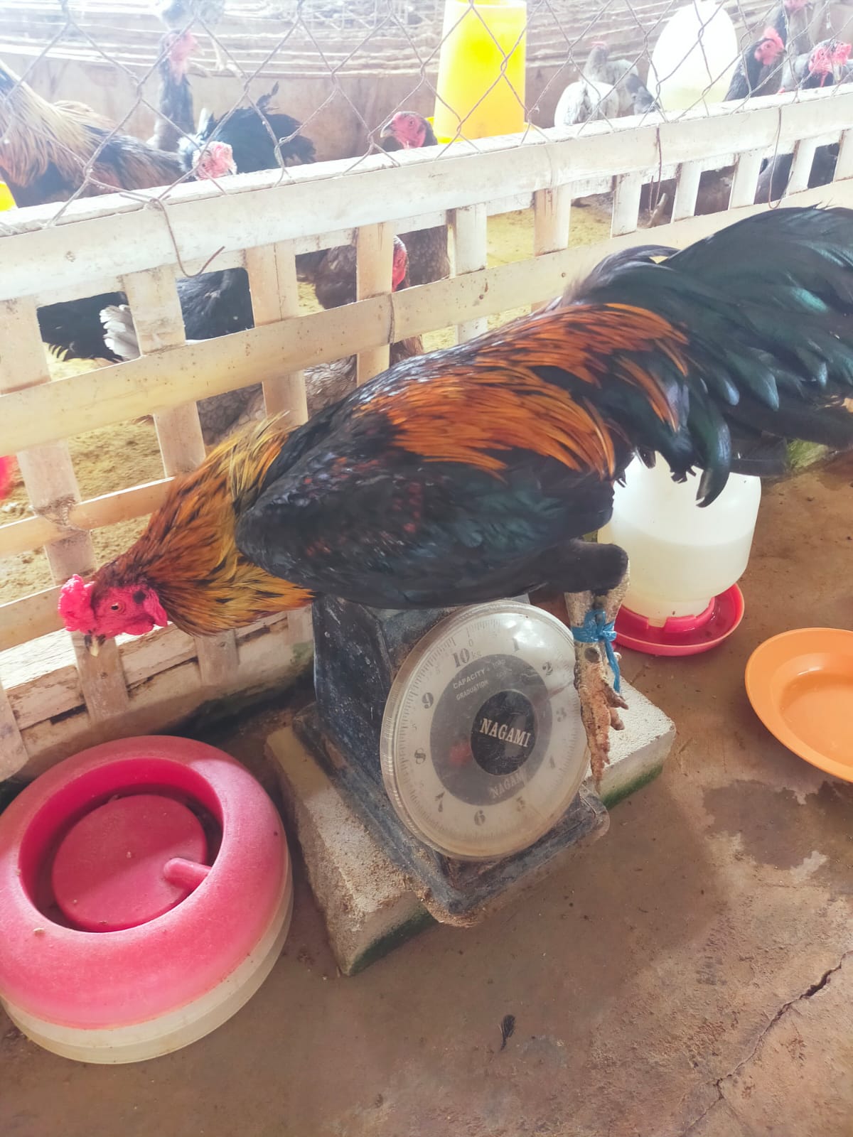 Ayam KUB Jantan Afkir