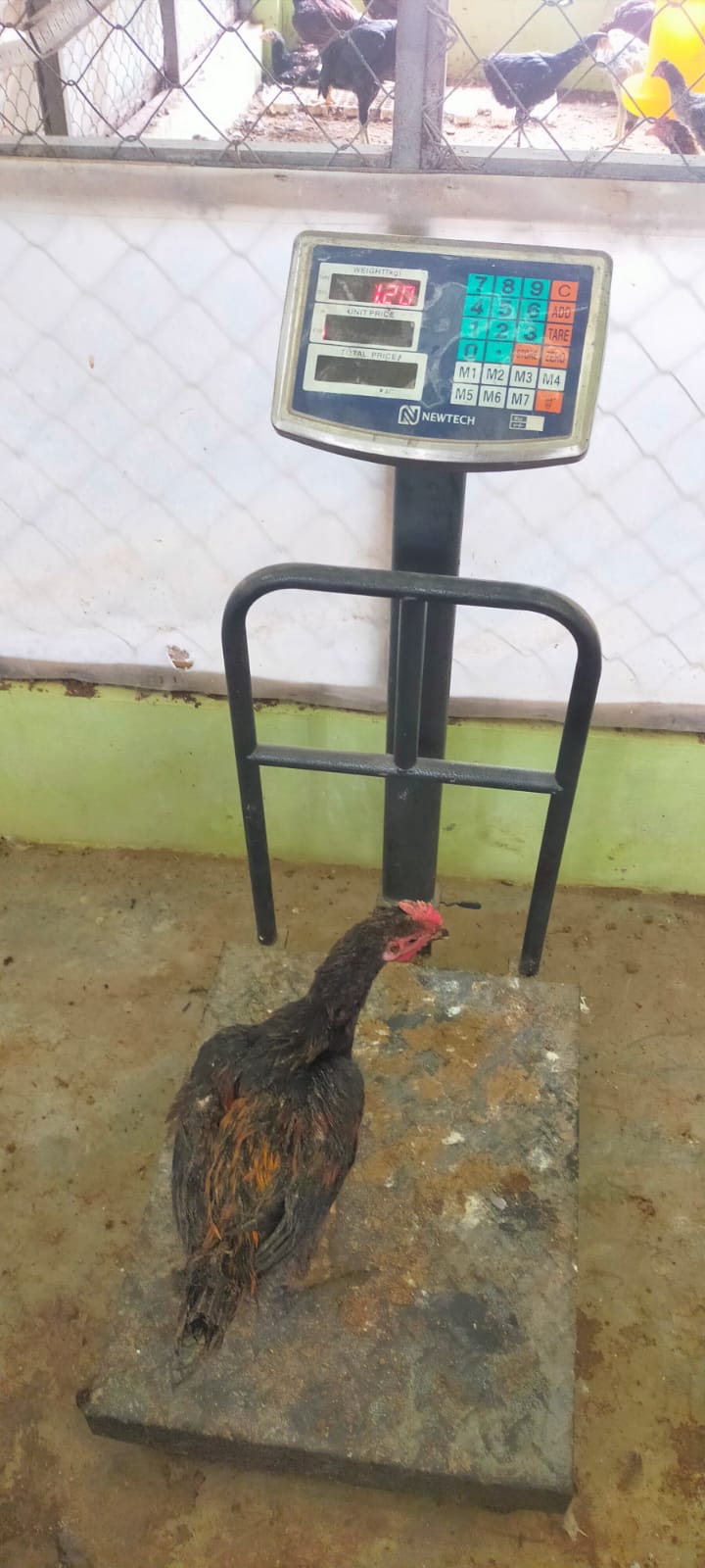 Ayam Grower Jantan