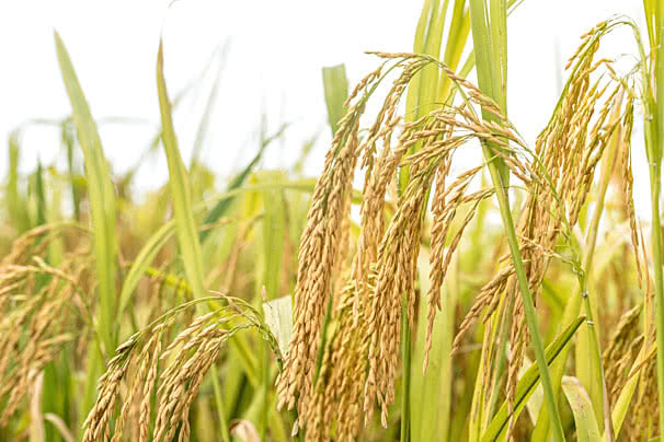 Pertanian Modern Agrimart